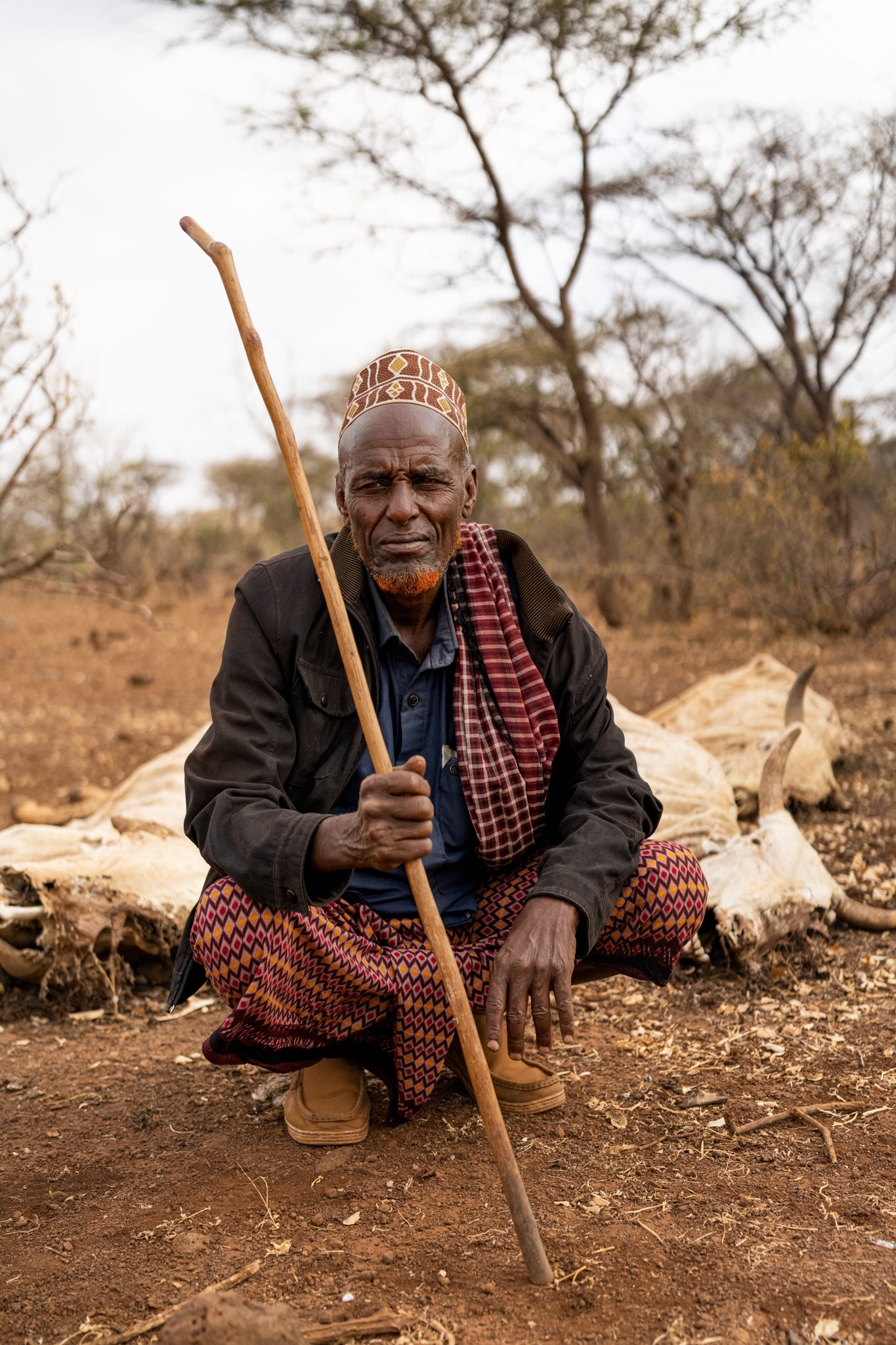 Elder in a dry landscape