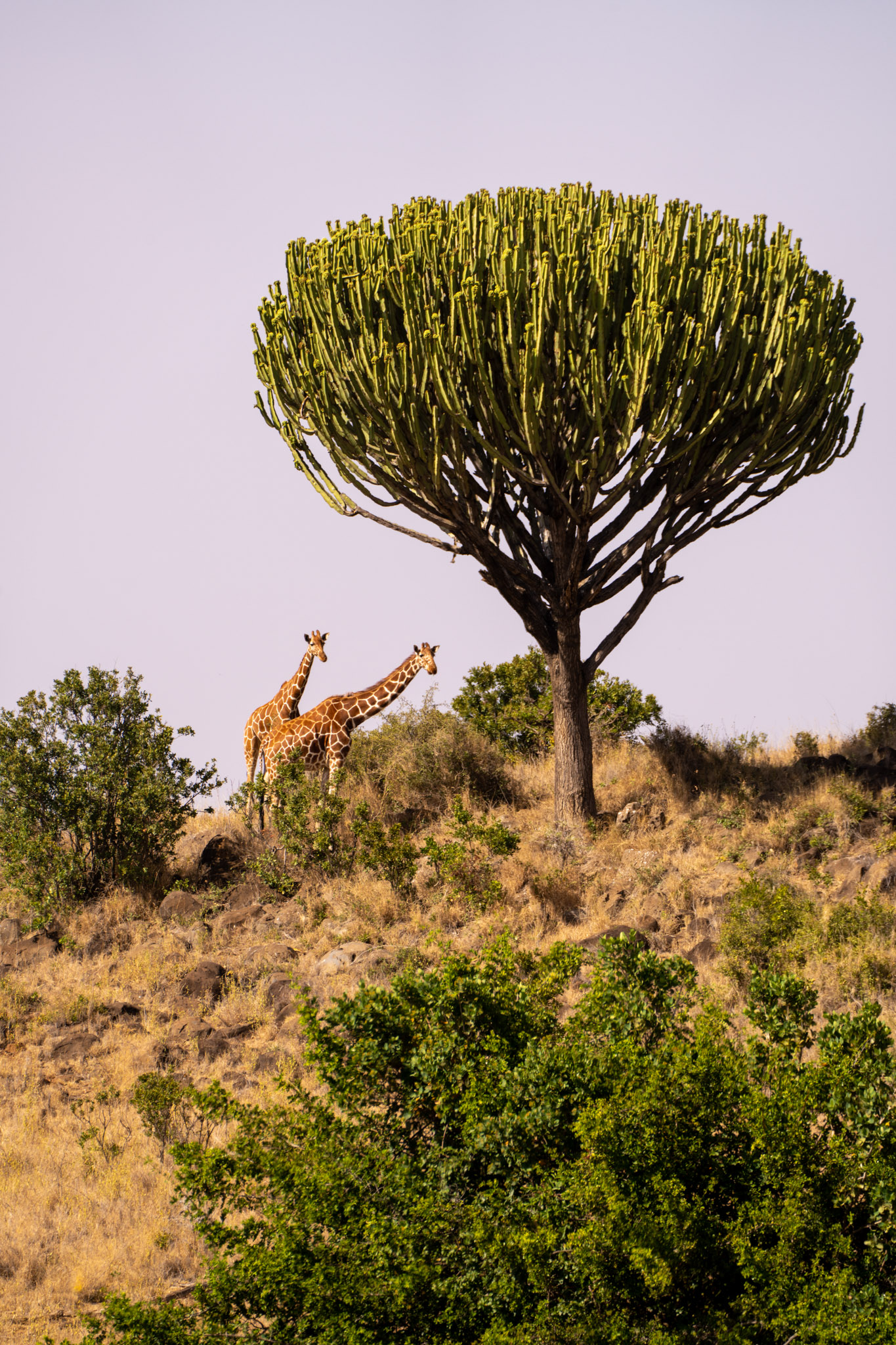 Dragon tree landscape