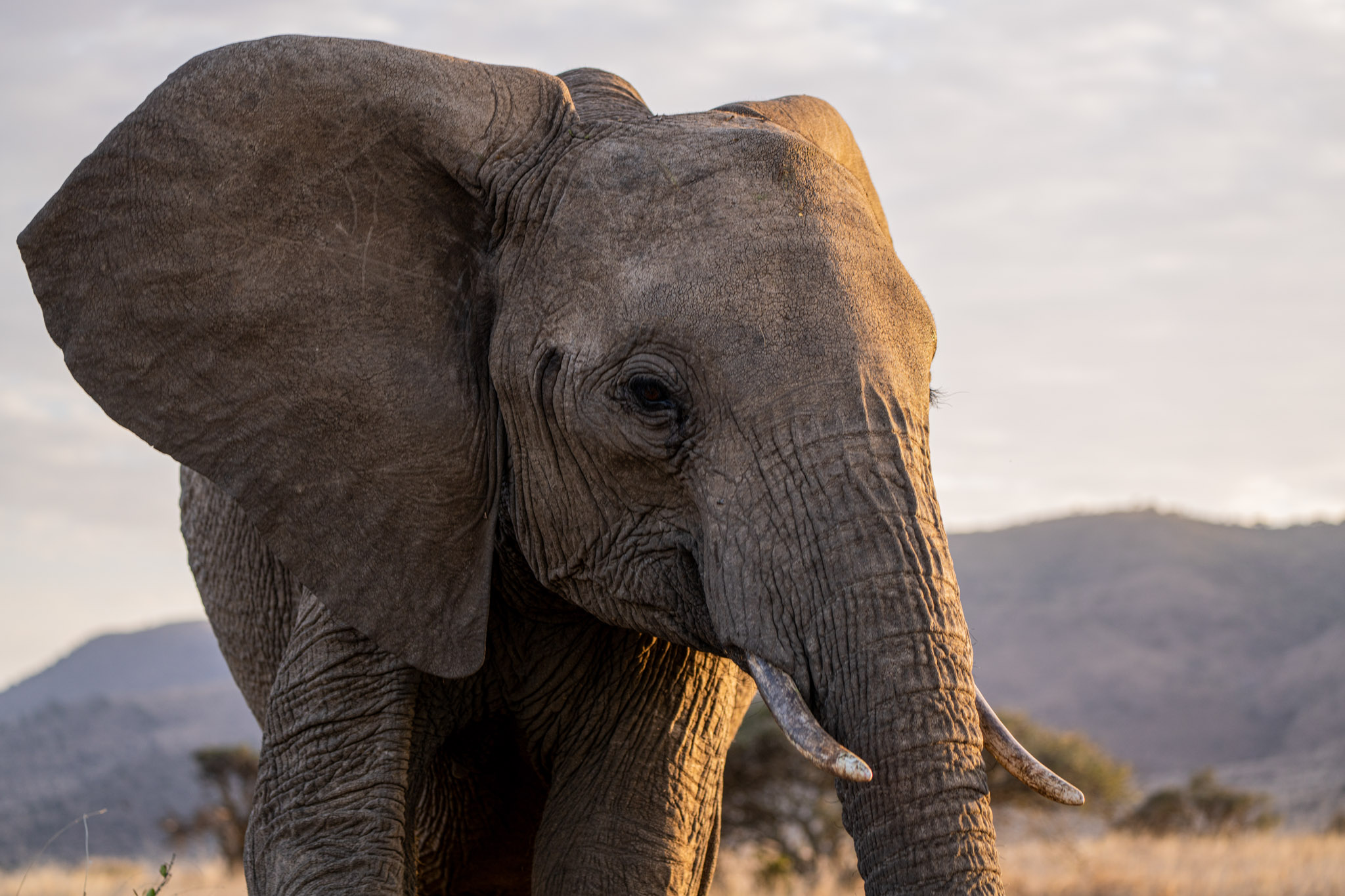 Elephant in the savanna