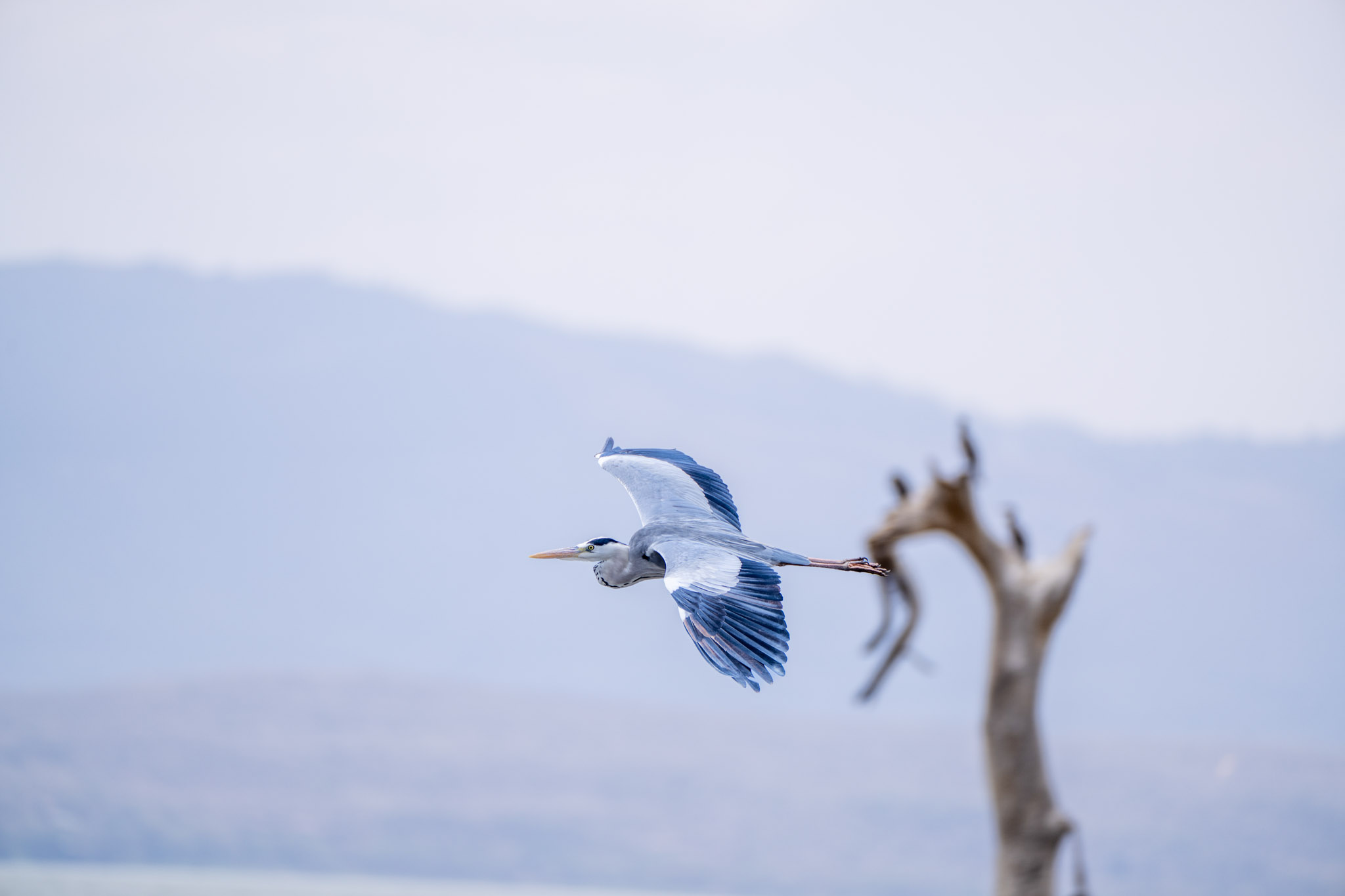 Heron flying over the lake