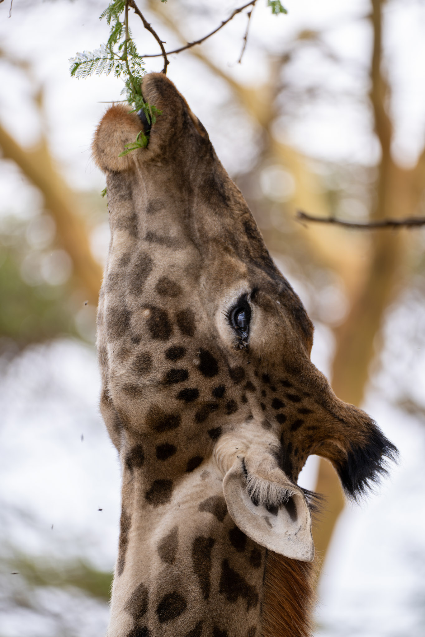 Giraffe seen through branches