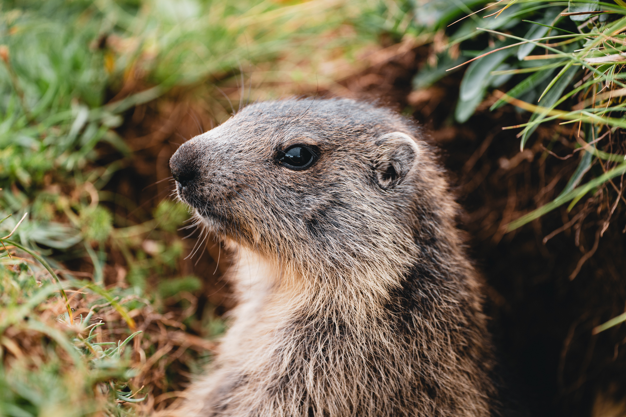 Marmot, close up