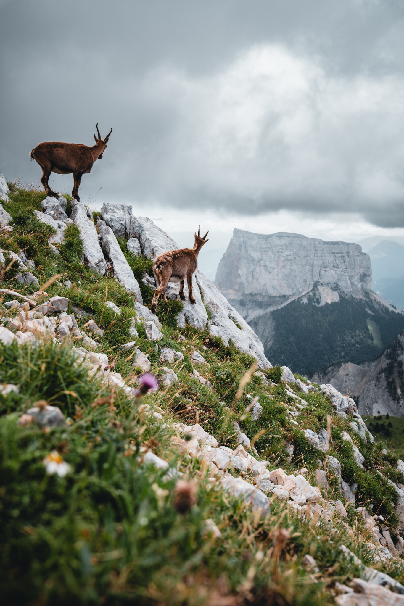 Ibex on alpine cliff