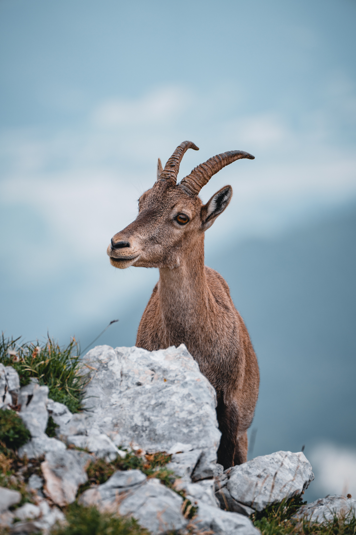 Ibex portrait