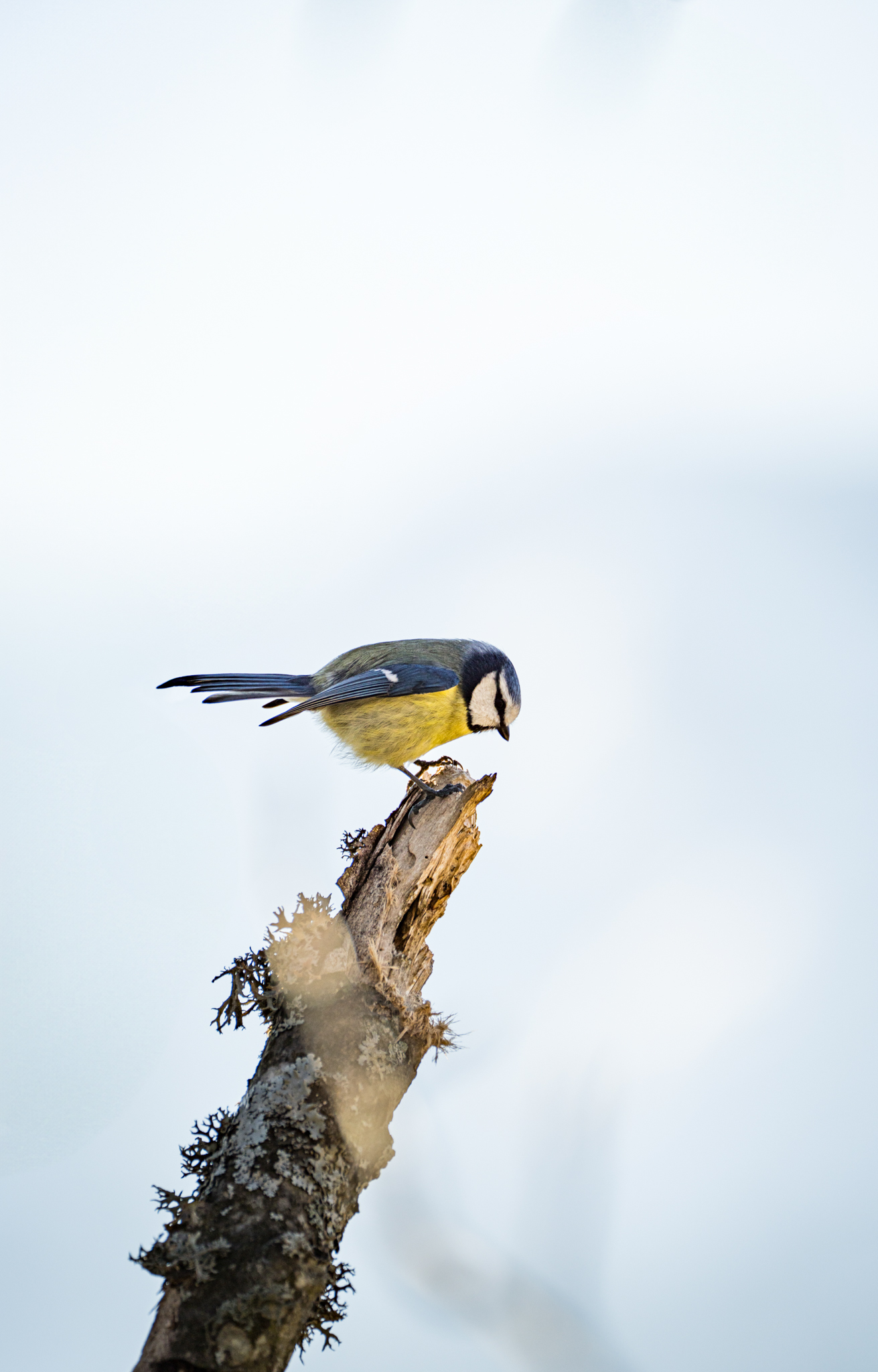 Bird on a summit branch