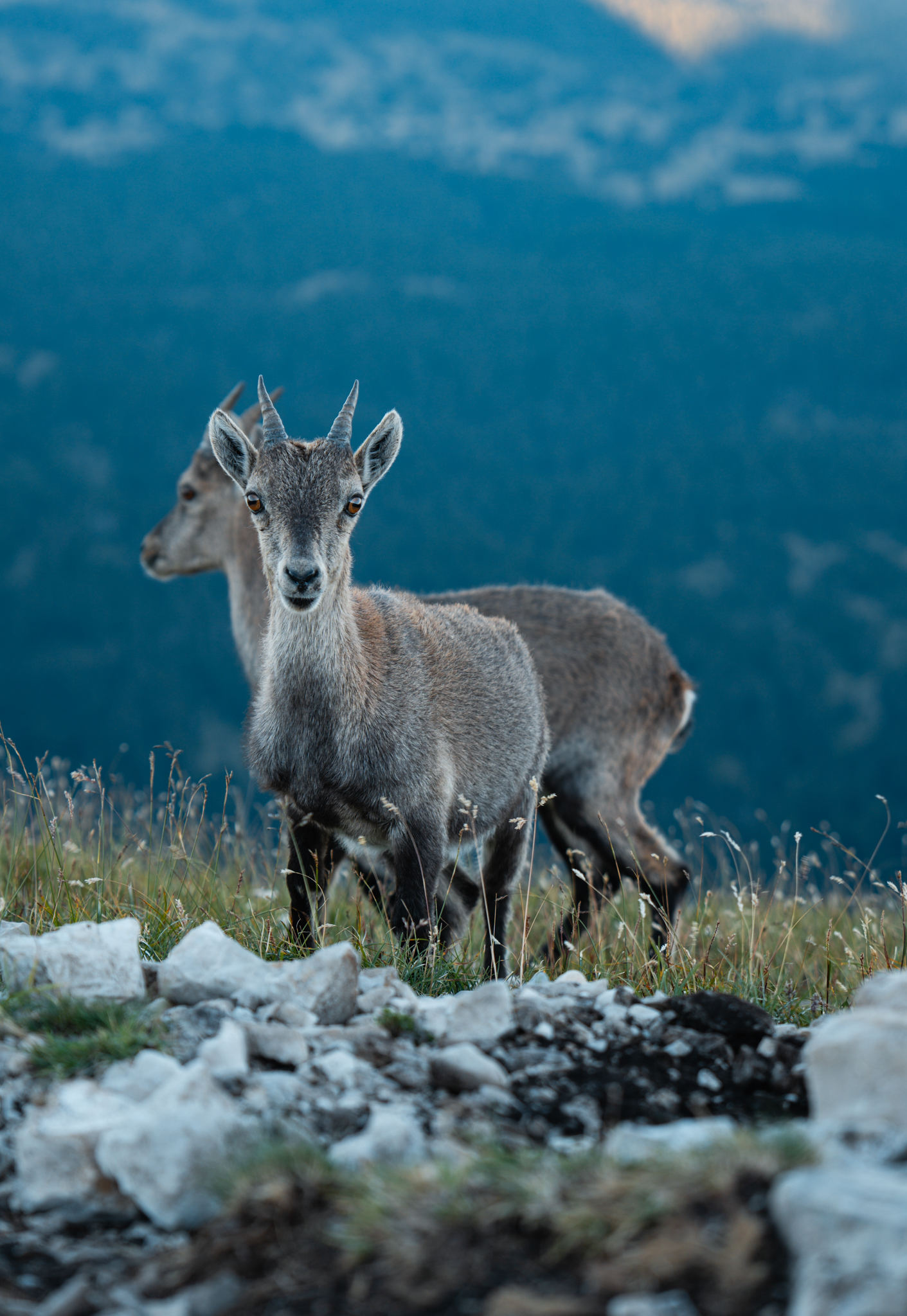 Ibex in the Alps — portrait