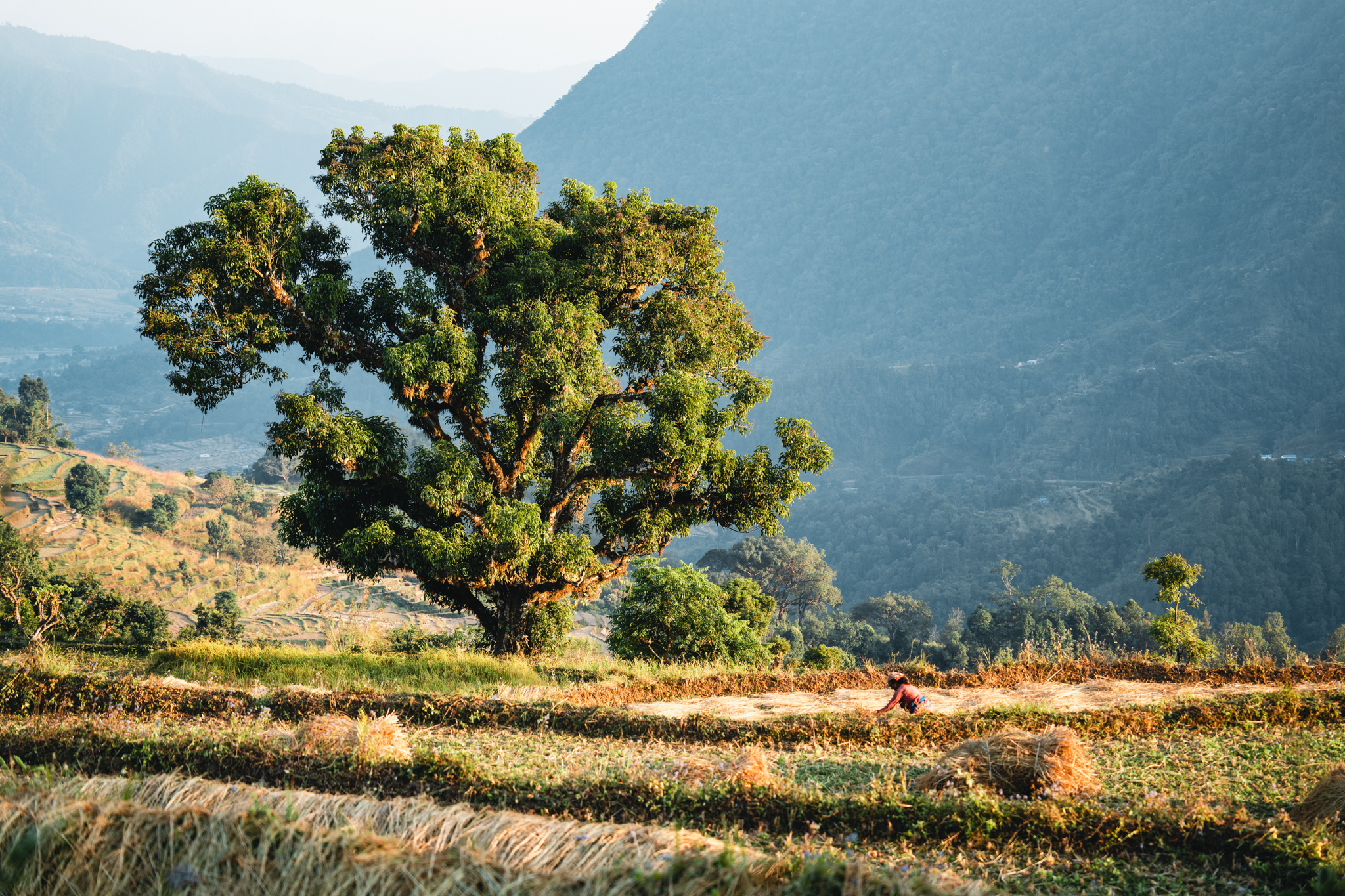 Tree and mountain terraces